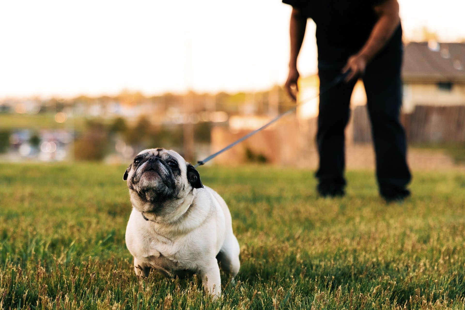 A pug dog being walked on a leash on a sunny day in the park, showcasing playful behavior.