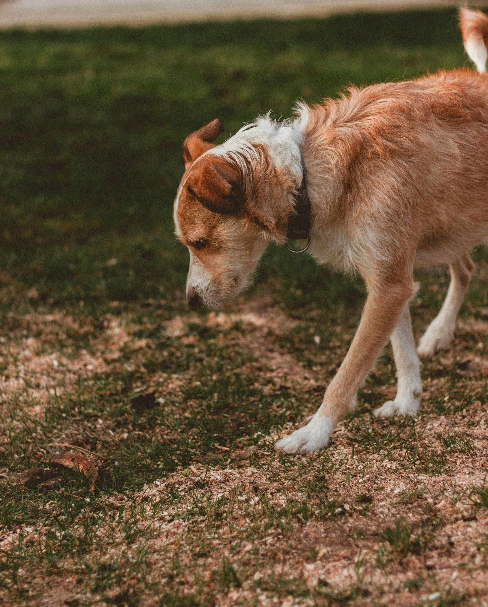 brown and white short coated dog on brown grass field
