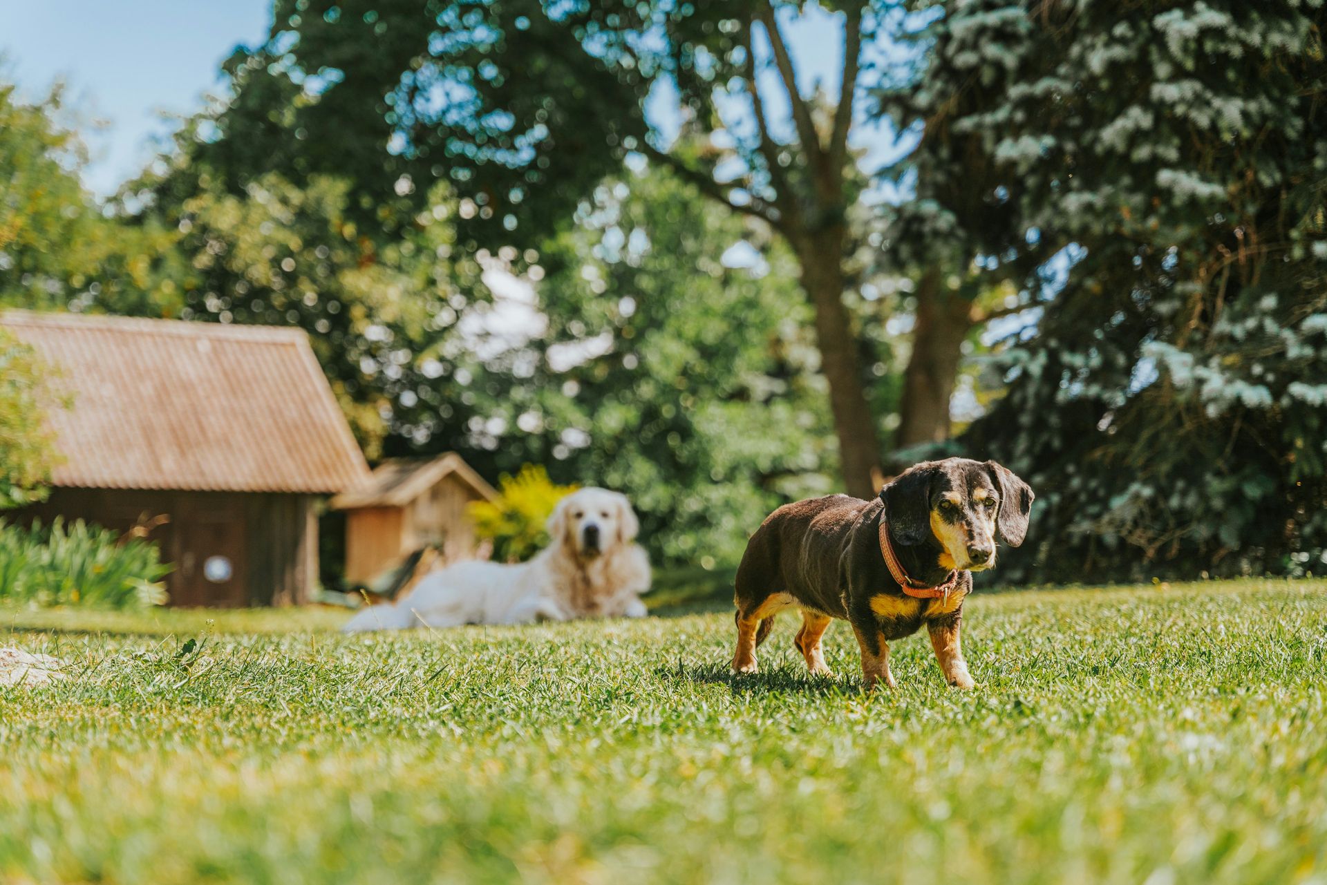 A dog that is standing in the grass